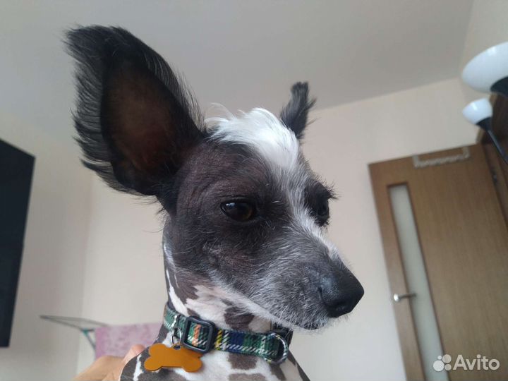 Собака для фотосессии