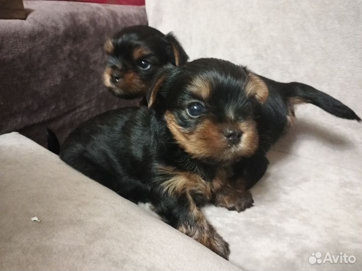 Йоркширский терьер щенки девочки