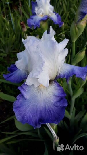 Ирисы бородатые