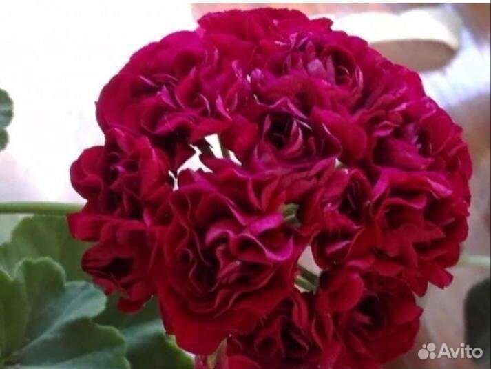 Пеларгония Monseruds rosen сортовая