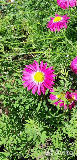 Садовые многолетние цветы