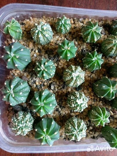 Сеянцы кактусов астрофитумы и др