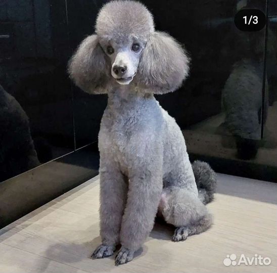 Стрижка животных