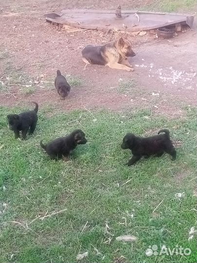 Щенки в добрые руки