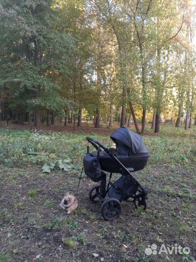 Peppy Camelia/Diamond (2 в 1)