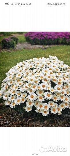 Дендробиум