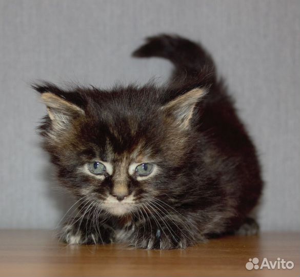 Черепаховое счастье