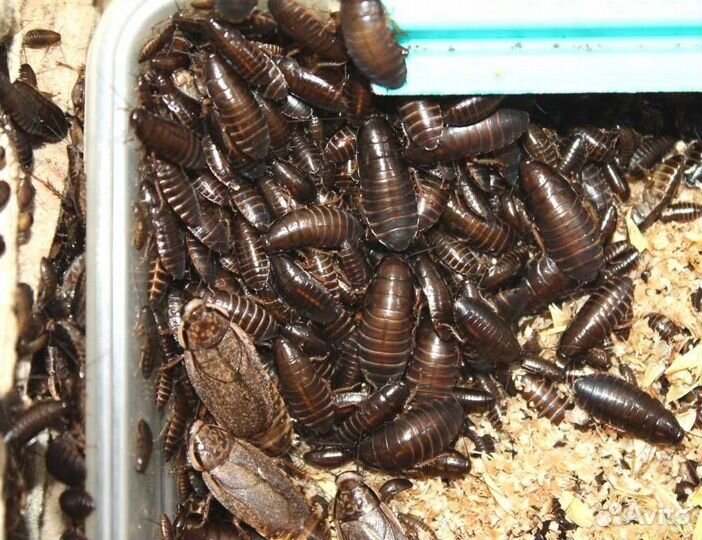 Мраморные тараканы