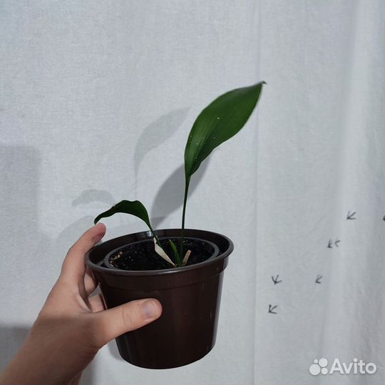 Аспидистра Милки Вэй