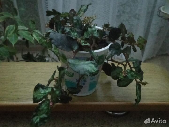 Цветы комнатные