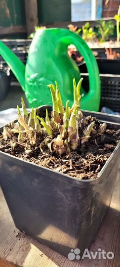 Многолетние садовые цветы