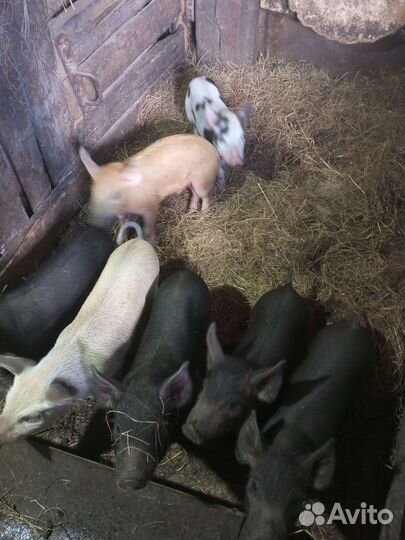 Поросята