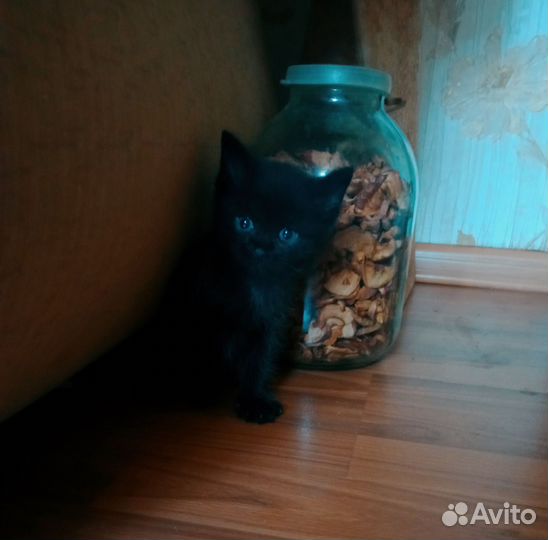 Котята турецкой ангоры