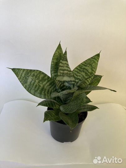 Сансевиерия