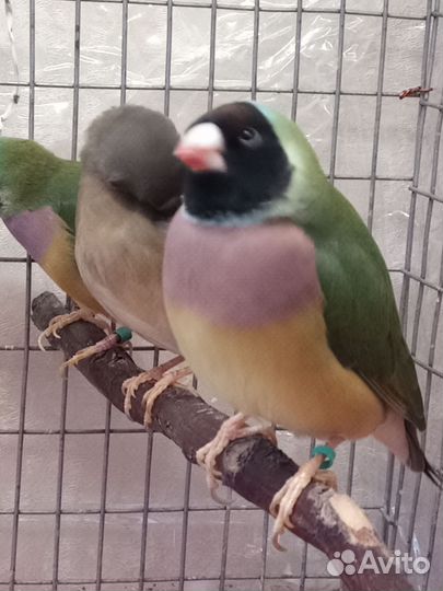 Амадины Гульда, Рисовка