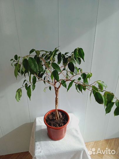 Фикус бенджамина