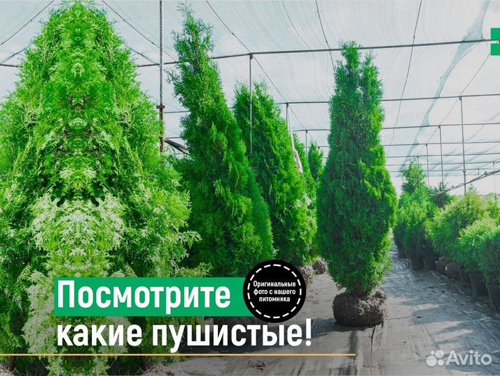 Туя брабант 2 м свежая копка 2023