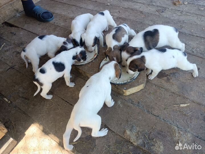 Щенки русской пегой гончей