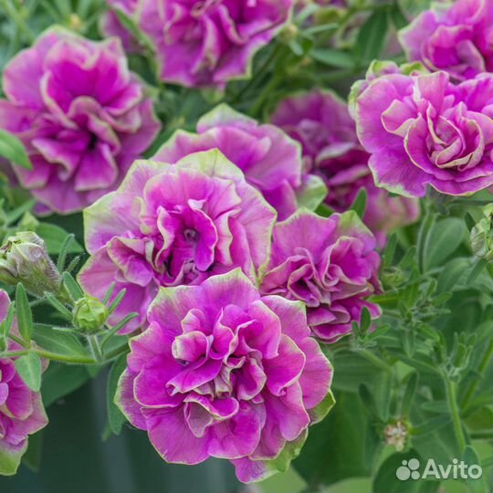 Рассада однолетних цветов