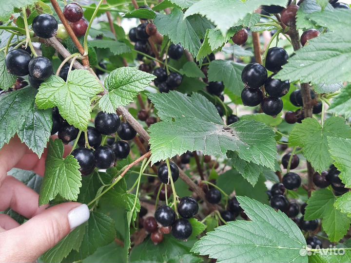 Саженцы смородины