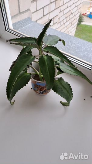 Каланхоэ чихательный лечебный