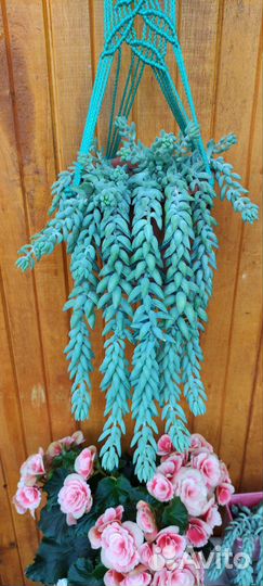 Очиток Моргана - Седум+ отростки