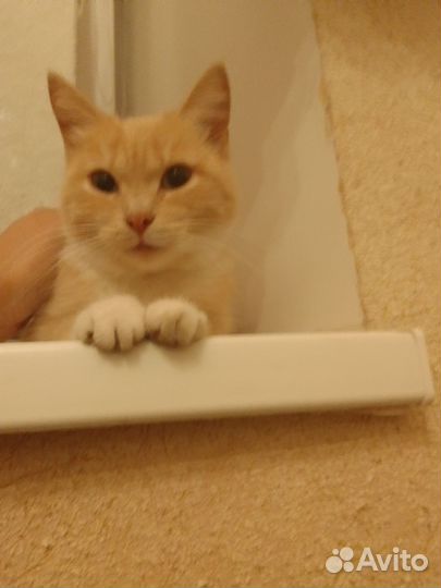Рыжая кошечка