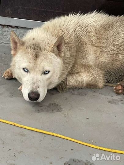 Потеряшка хаски