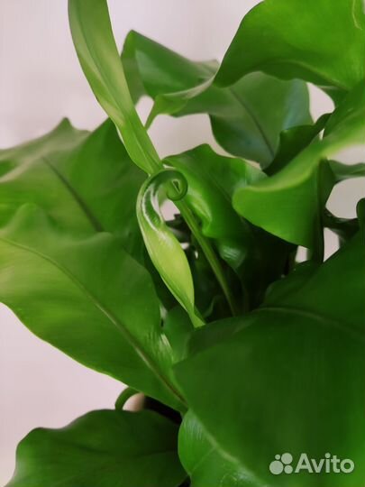 Асплениум Нидус