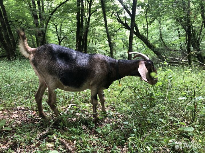 Англо нубийские козы