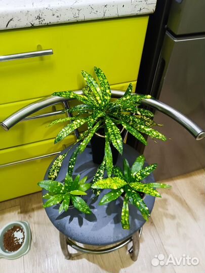 Кротон Брызги Шампанского и др