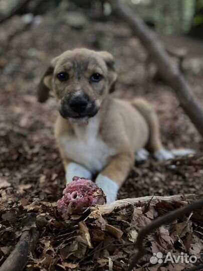 Милый щенок в добрые руки