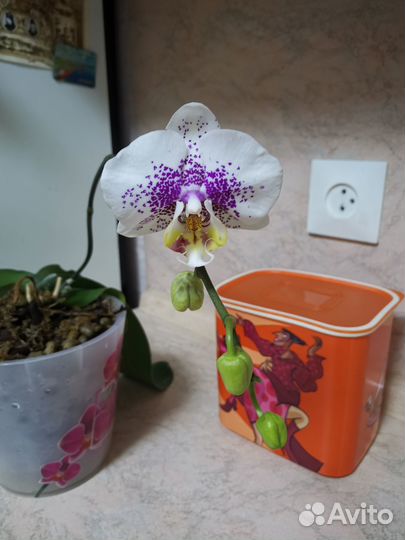 Орихидея