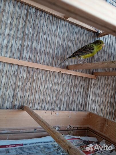 Кенара и канарейки