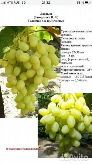 Саженцы винограда