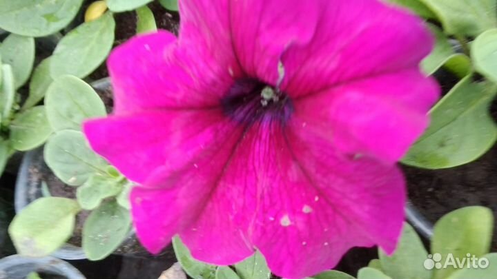 Рассада летников