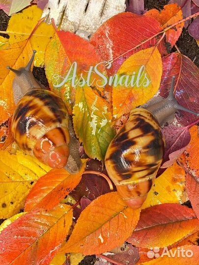 Улитки Ахатины и Архахатины