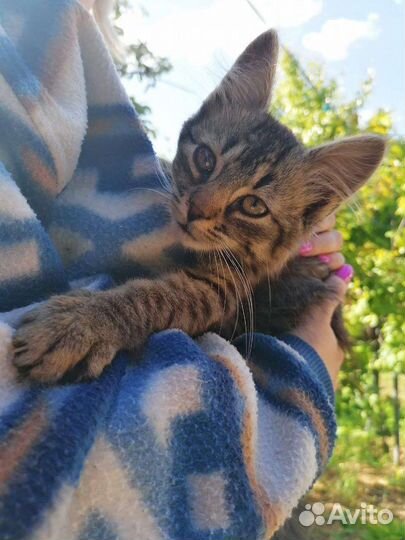 Котята в добрые руки бесплатно