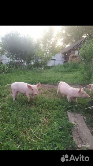 Поросята