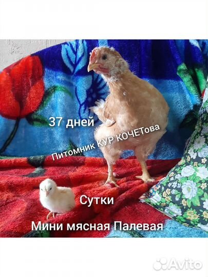 Мини мясная Палевая порода кур. Запись на цыплят