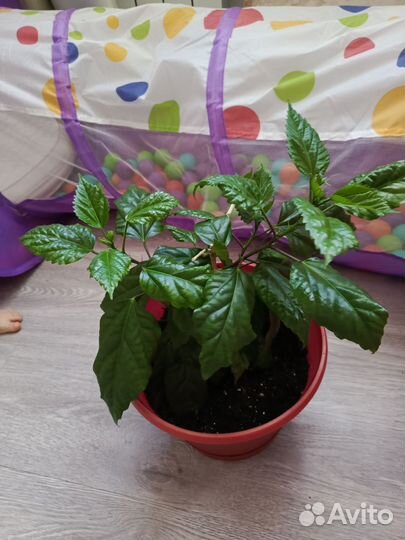 Гибискус китайская роза