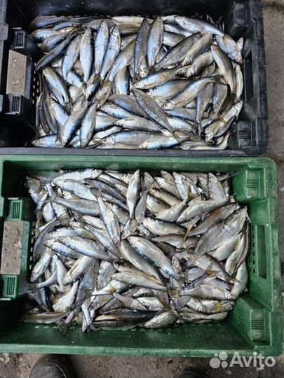 Свежая рыба уклейка (немелкая)