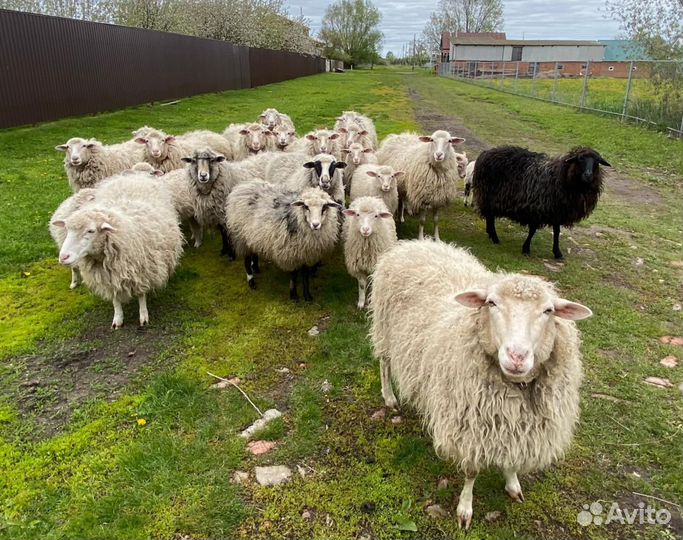 Овцы,бараны,ягнята