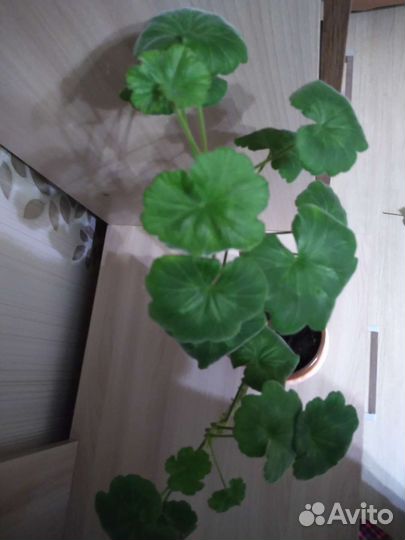 Пеларгония герань