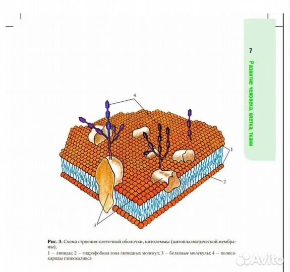 Анатомия человека атлас Сапин М. Р
