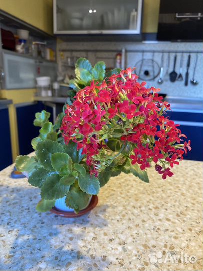 Каланхоэ Блоссвельда