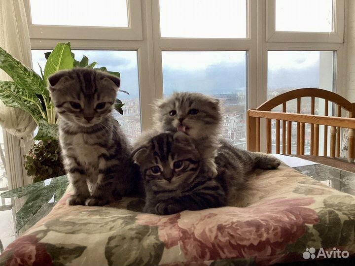 Шотландская