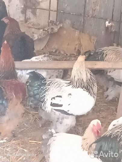 Петух брама