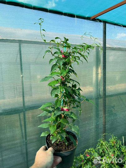 Саженцы актинидии