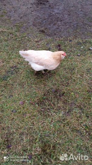 Куры молодки